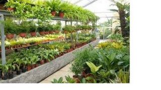 tiendas para comprar plantas artificiales cartagena Vivero Cartagena